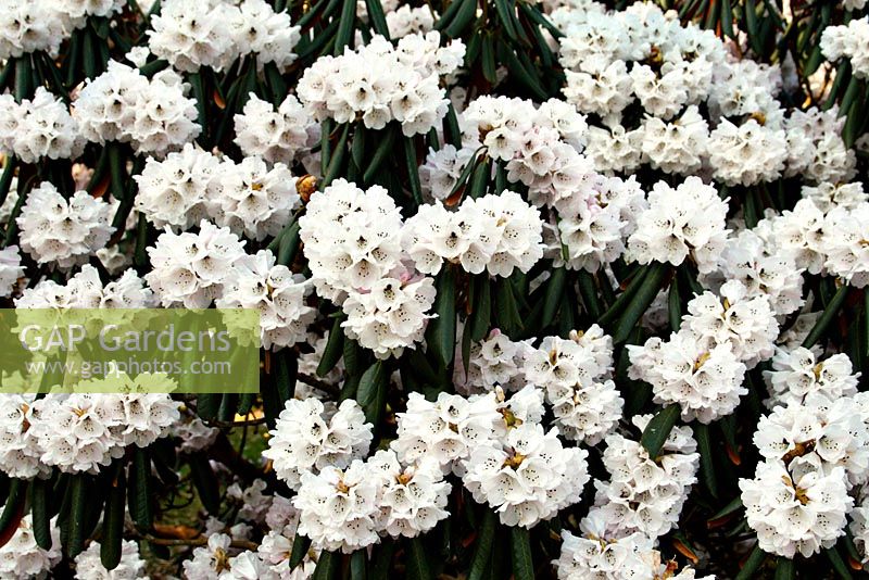 Rhododendron fulvum AGM