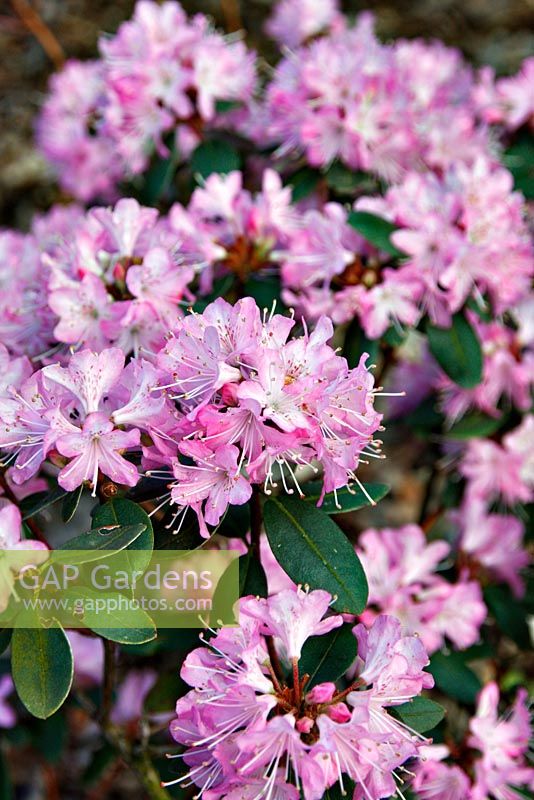 Rhododendron racemosum 'Rock Rose' AGM - RHS garden Wisley