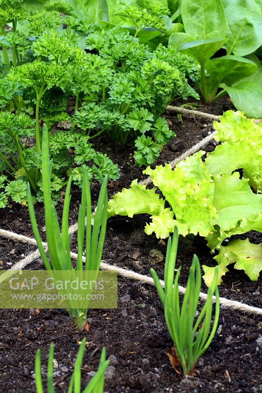 Shallots, lettuces, parsley and spinach growing in beds designed for square foot gardening