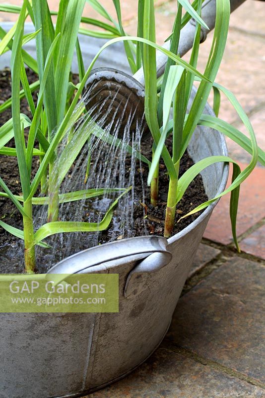 Watering a recycled tin bath of mixed garlic 'Purple Moldovan' and 'Lautrec' 