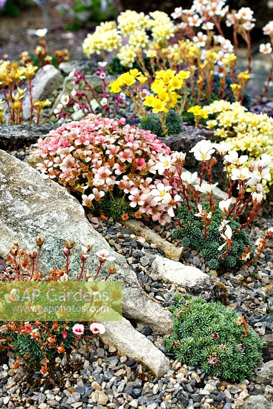 Stone trough at RHS Wisley planted with Saxifrages