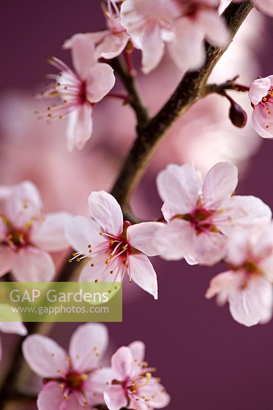 Prunus cerasifera 'Nigra - Purple cherry plum blossom stems 
