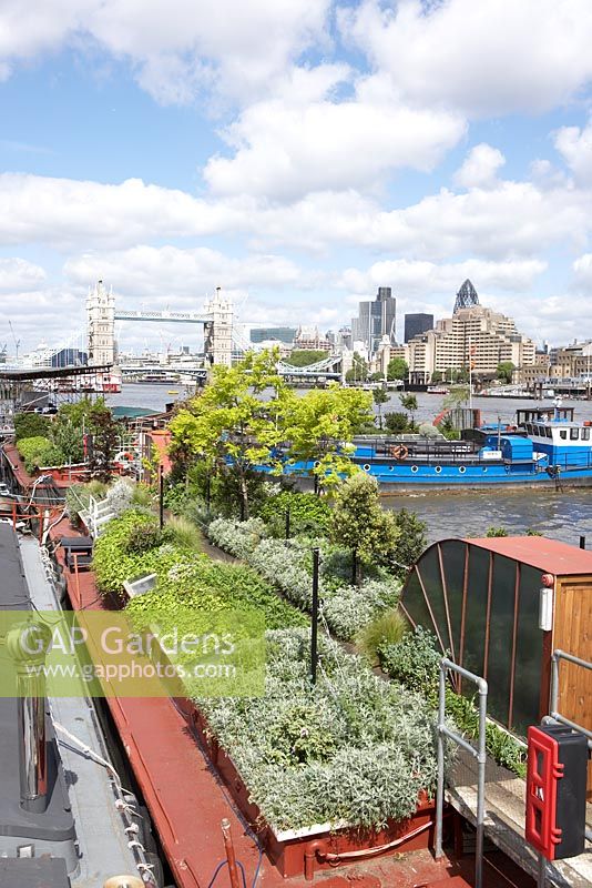 Artemisia, Lavandula, Stipa tenuissima, Hedera and Robinia pseudoacacia - Barge boat planting on River Thames in London with view of Tower Bridge and Gherkin