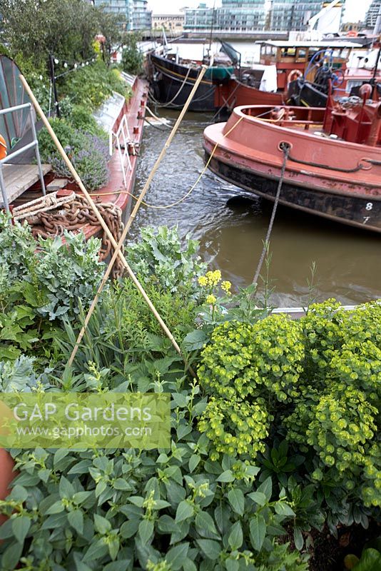 Euphorbia amygdaloides var. robbiae, Papaver somniferum, Verbena bonariensis and Phygelius - Barge boat planting on River Thames, London