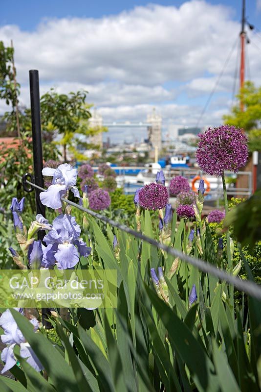 Allium 'Purple Sensation' and bearded Iris with trees and view of Tower Bridge in background - Barge boat planting on River Thames, London