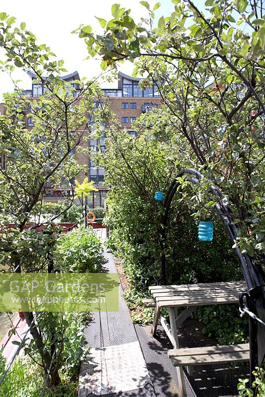 Trained fruit trees bordering wooden path with seating area and lanterns - Barge boat planting on River Thames, London