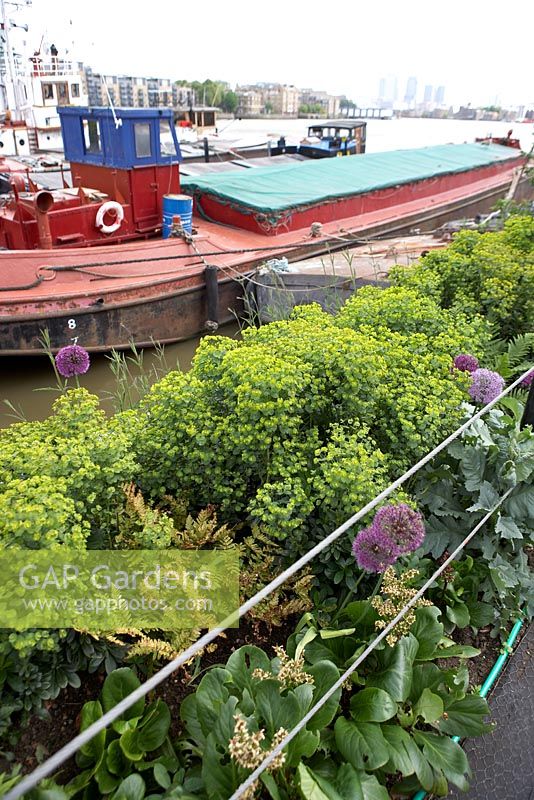 Euphorbia amygdaloides var robbiae, Alliums, Bergenia and ferns - Barge boat planting on River Thames, London
