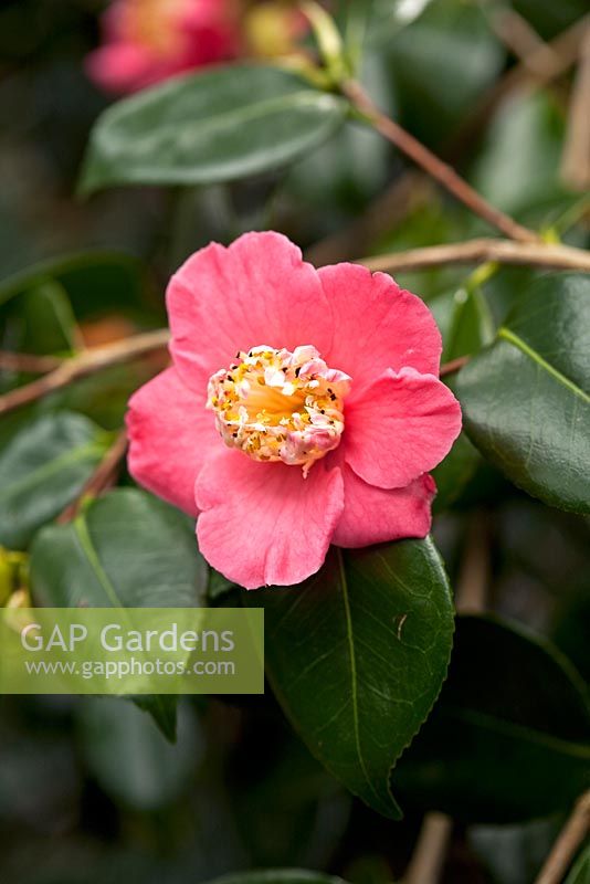 Camellia 'Hasa Sakura'