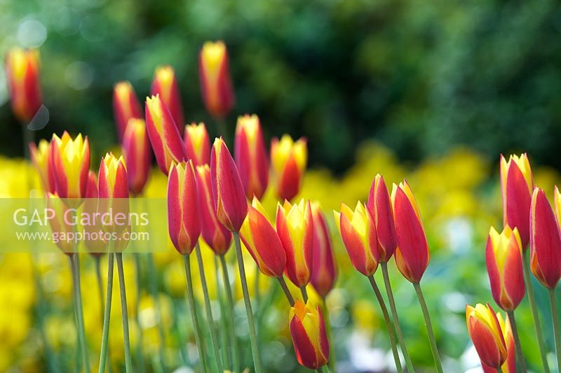 Tulipa clusiana var. chrysantha Tubergens Gem