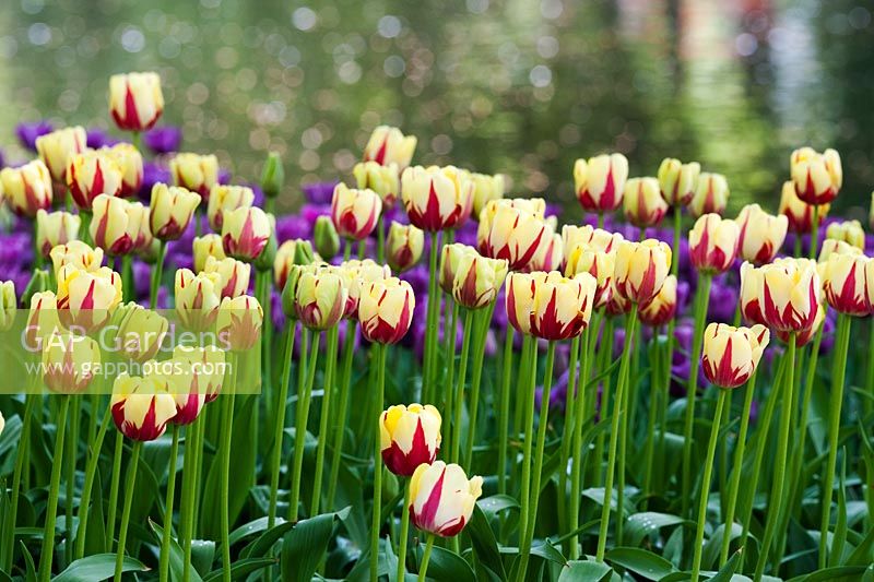 Tulipa Darwin Hybrid, Tulip, 'World Expression'