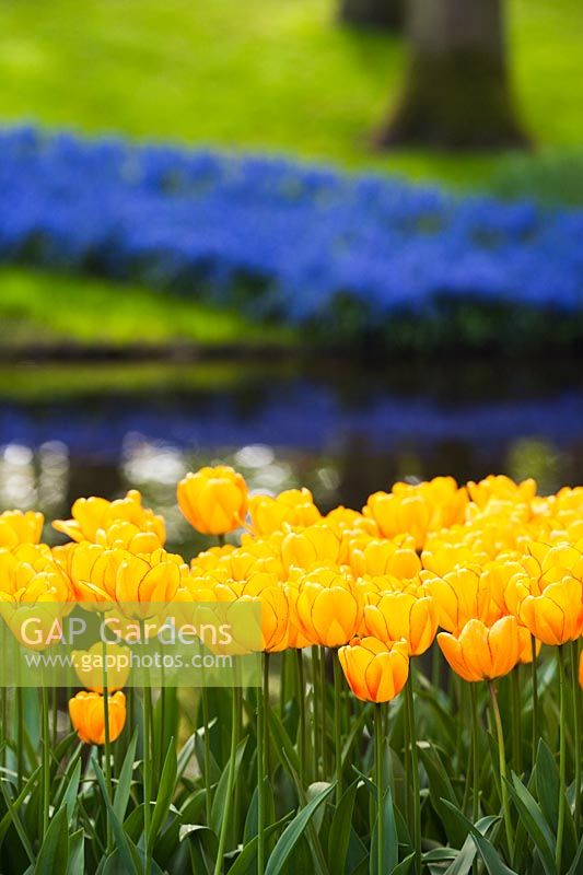 Tulipa - Tulips at Keukenhof gardens, Amsterdam