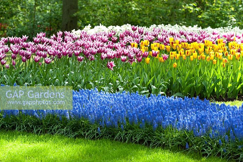 Tulipa and Muscari - Tulips and Grape Hyacinths at Keukanhof gardens, Amsterdam