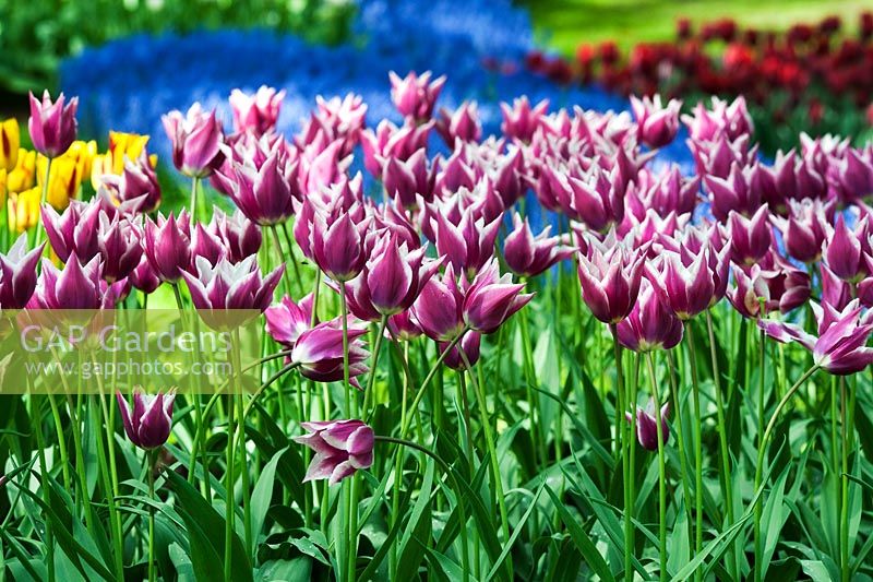 Tulipa 'Claudia' - Lily flowered Tulip