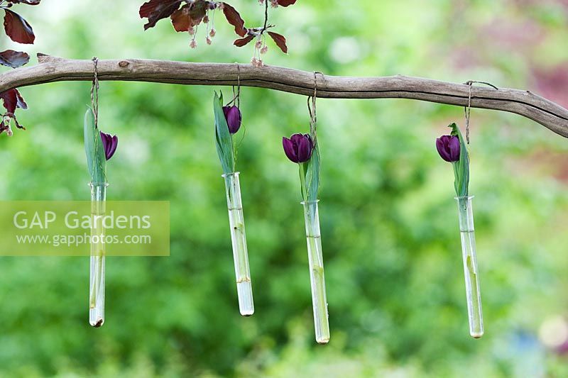 Tulipa 'Queen of the Night' - Single tulips in glass test tubes hanging from a branch at Keukenhof gardens, Amsterdam
