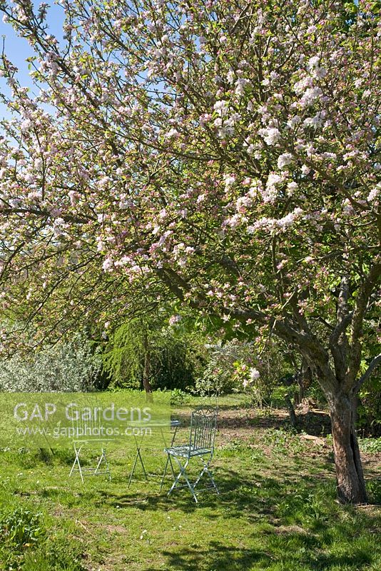 Table and chairs beneath an apple tree in blossom 