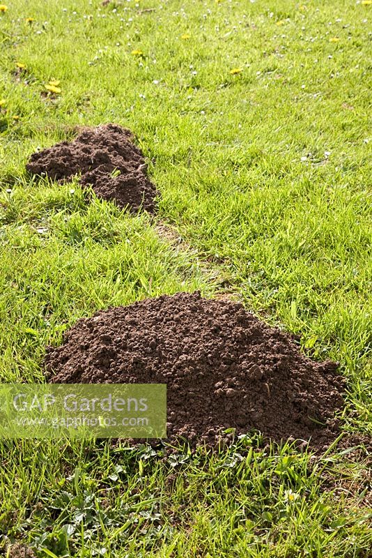 Molehills on a lawn