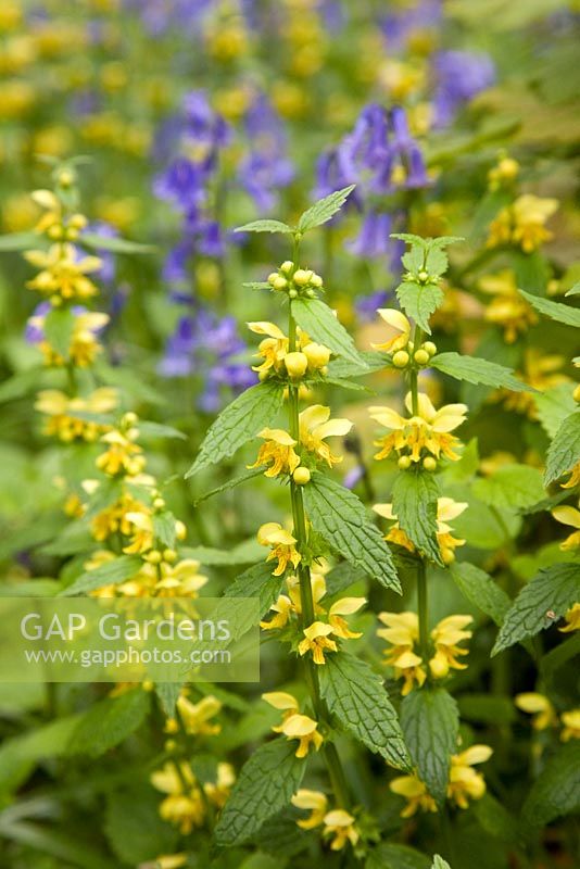 Lamium galeobdelon and Endymion non scriptus in background - Yellow Archangel and bluebells