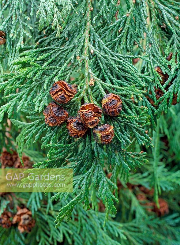 Chamaecyparis lawsoniana - Lawson Cypress Cones