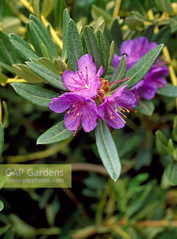 Rhododendron hippophaeoides 'Haba Shan'