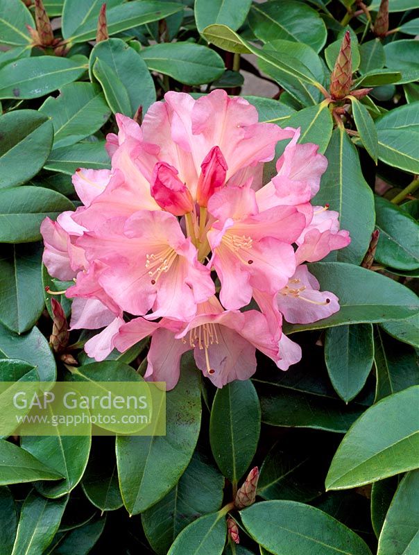 Rhododendron 'Bruce Brechtbill'
