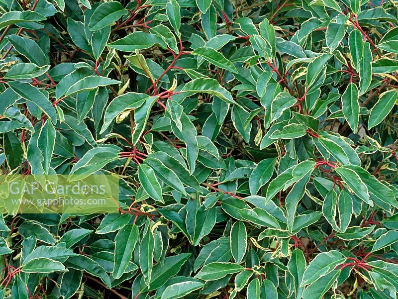 Prunus lusitanica 'Variegata' - Variegated Portugal Laurel