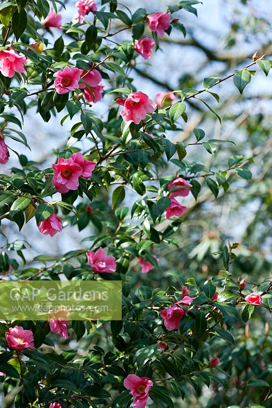 Camellia x williamsii 'Mary Christian'