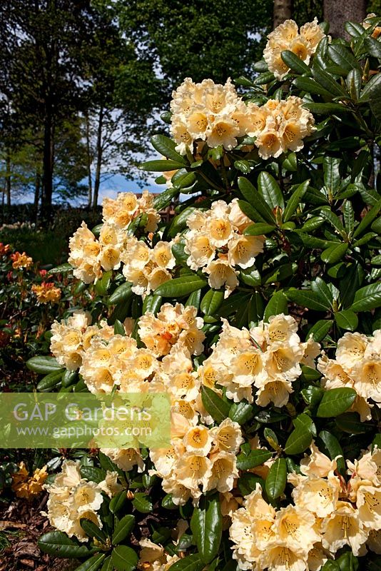 Rhododendron 'Rods Orange'