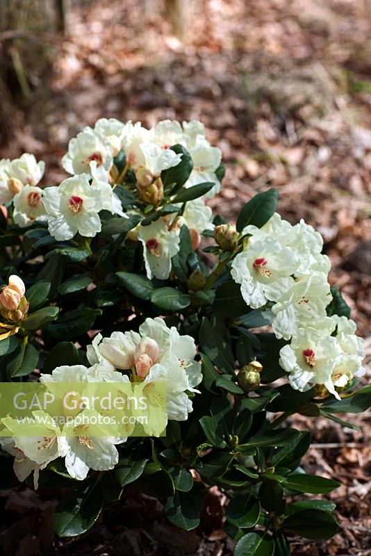 Rhododendron yakushimanum 'Flava' - A lime tolerant Inkharo hybrid