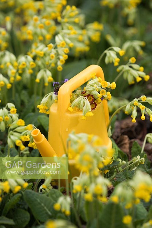 Primula veris - Cowslip in yellow watering can