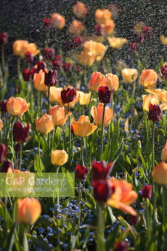 Tulipa 'Apricot Beauty' and Tulipa 'Queen of Night' with water spray from sprinkler