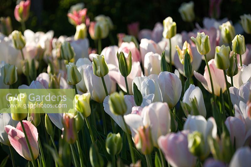 Tulipa 'Spring Green' Tulipa 'Virichic' and Tulip 'Flaming Purissima'