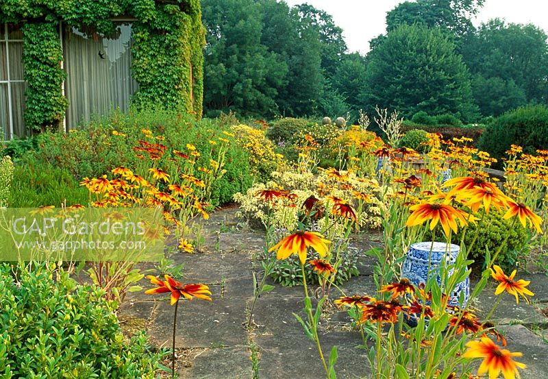 Rudbeckia hirta and yellow sage on the terrace with Chinese ceramic urns