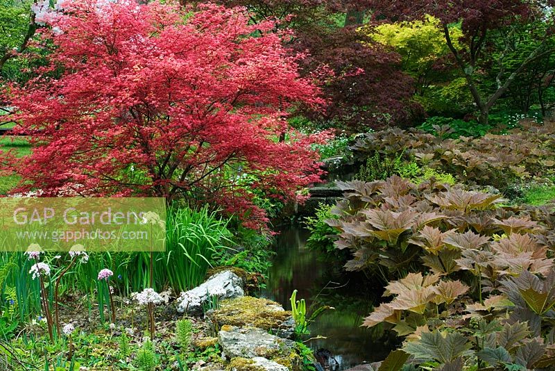 Gunnera and Acer edging water feature in Spring - Exbury Gardens, Hampshire 