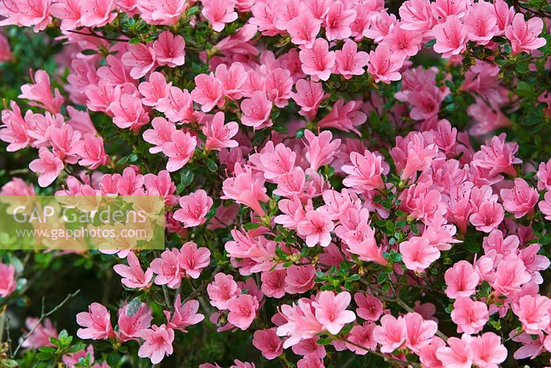 Rhododendron 'Kirin' - Exbury Gardens, Hampshire