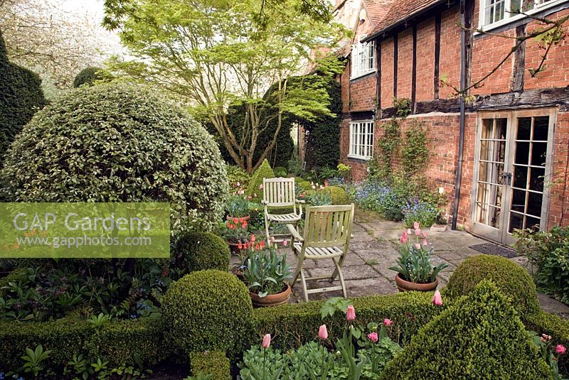 Elizabethan farmhouse, shaped box hedging pink tulips, forget-me-nots, mature trees and shrubs, wooden chairs on patio - Manor Farm Holywell, Warwickshire  