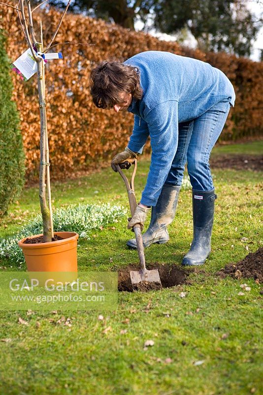 Step by step guide to planting containerised fruit trees in to open ground - Using a spade, dig a planting hole big enough to take the pot comfortably the tree needs to be planted at the same depth as it was in the pot.