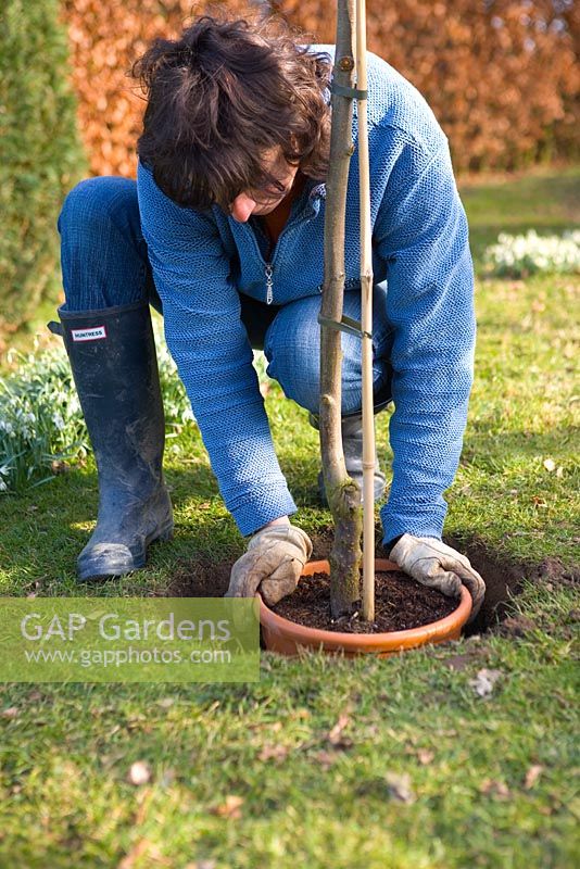 Step by step guide to planting containerised fruit trees in to open ground - After adding the compost at the bottom of the planting hole, make sure it is deep enough by placing the tree, with it's pot, so the pot is level with the ground.