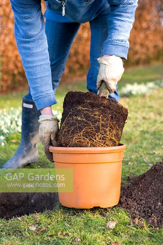 Step by step guide to planting containerised fruit trees in to open ground - Remove the tree from its pot and lower it into the hole. Make sure that the union mark on the trunk, and is at least 5cm above the ground, then fill the hole with soil.