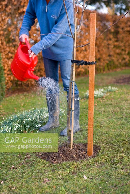 Step by step guide to planting containerised fruit trees in to open ground - Water the area covering the roots thoroughly.