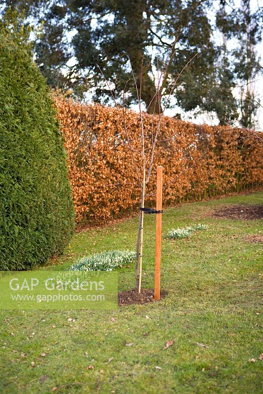 Step by step guide to planting containerised fruit trees in to open ground - Final shot of planted tree