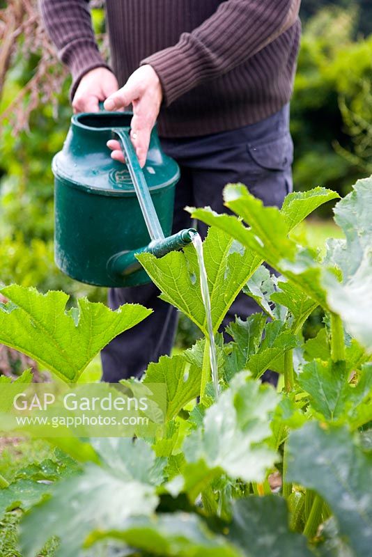 Watering courgettes