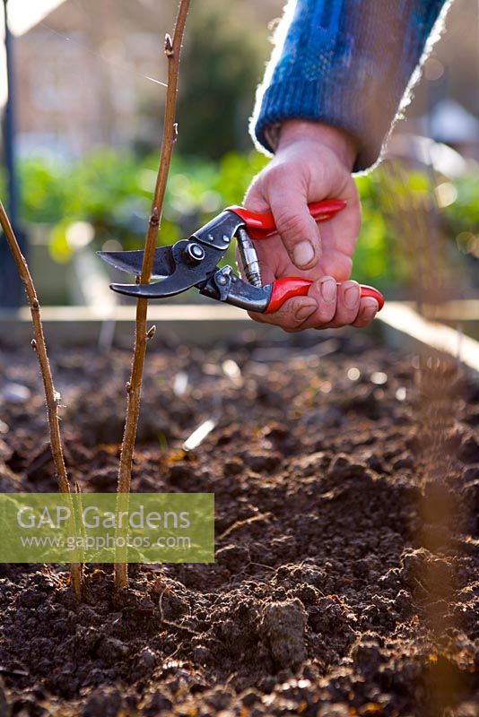Planting autumn bare rooted raspberries - Pruning with secateurs 
