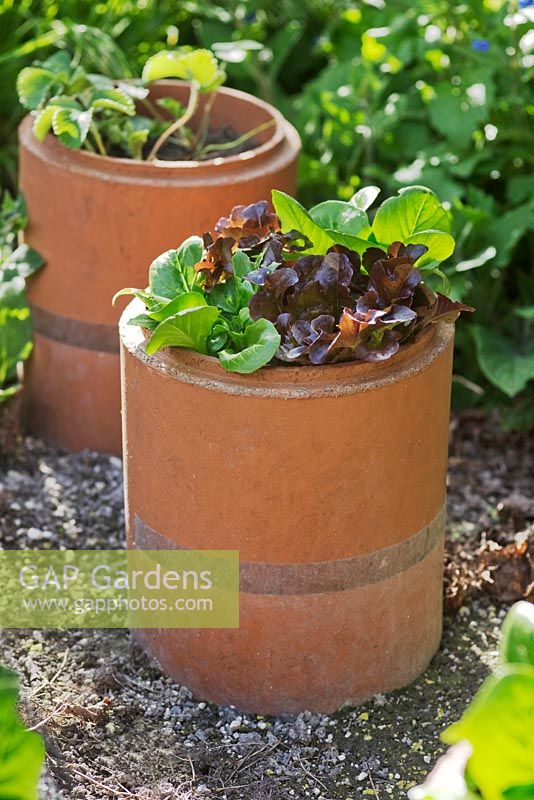 Lettuces 'Little Gem Improved' and 'Red Oakleaf' growing in sections of terracotta flue liner used as pots, with copper strips around lower section to prevent slugs and snails attacking the plants