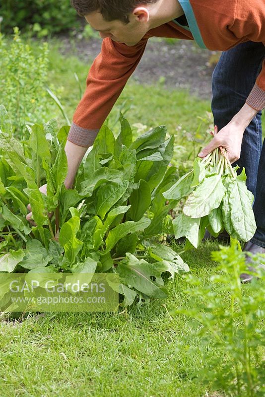 Rumex acetosa - Man picking sorrel in vegetable plot