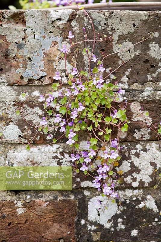 Cymbalaria muralis - Ivy leaved toadflax growing in garden wall