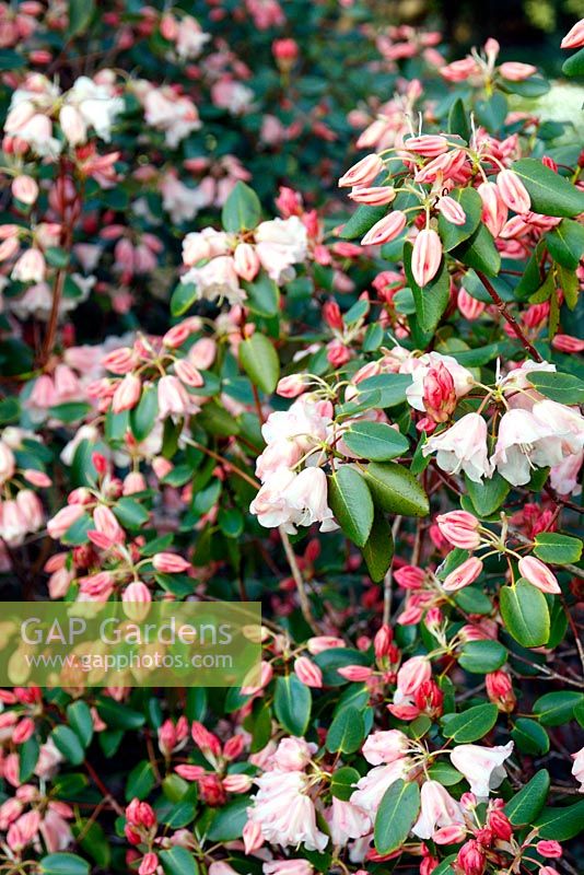 Rhododendron Moonstone Group