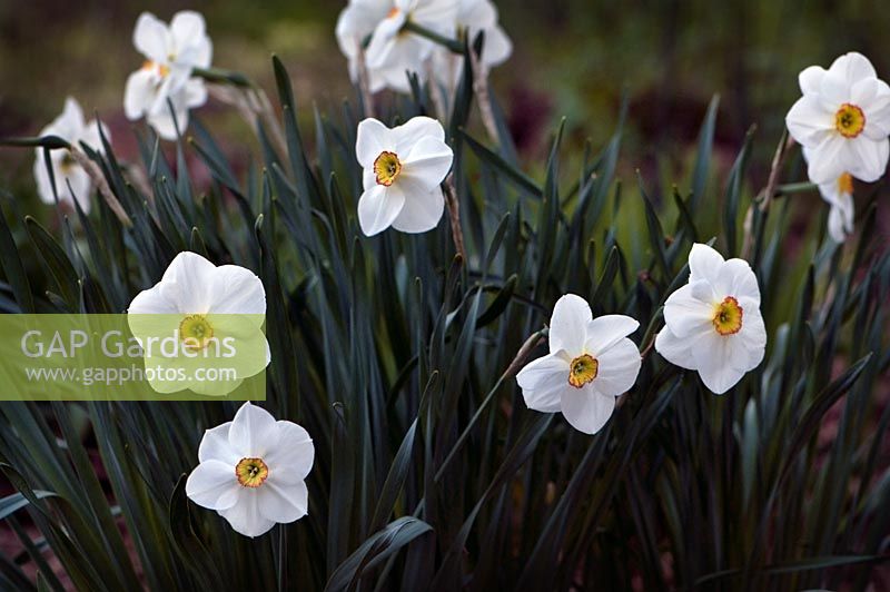 Narcissus poeticus in a clump