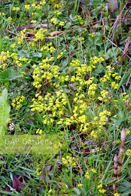 Chrysosplenium alternifolium - Alternate leaved golden Saxifrage growing in a partly shady damp ditch 