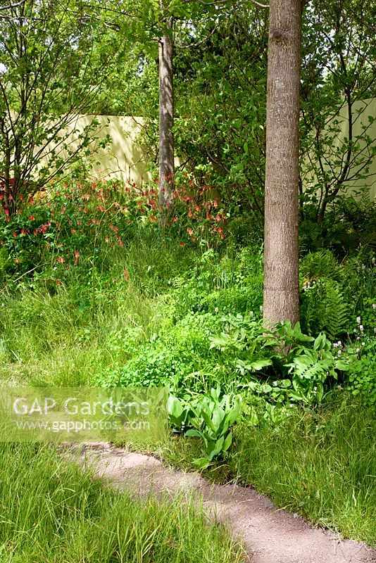 Wild area with pathway. Plants include Aquilegia canadensis, grasses, ferns, lily-of-the-valley, Convallaria majalis. The Foreign and Colonial Investments Garden, Sponsored by Foreign and Colonial Investment Trust, Contractor The Outdoor Room - Silver Flora medal winner at RHS Chelsea Flower Show 2009 
