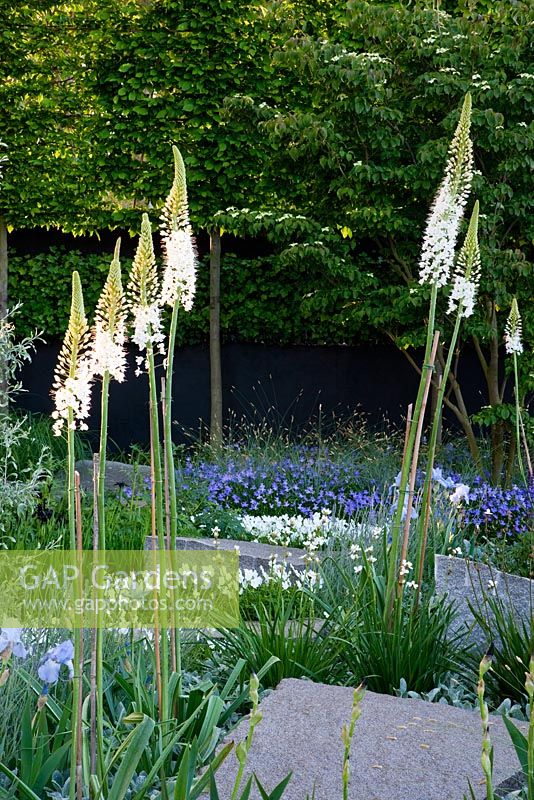 The Daily Telegraph Garden, sponsored by The Daily Telegraph - Gold medal winner at RHS Chelsea Flower Show 2009. Plants include Cornus kousa dogwood, Iris 'Jane Phillips', lavender,  Viola cornuta -white and blue forms and white foxtail lilies Eremurus 'Joanna'